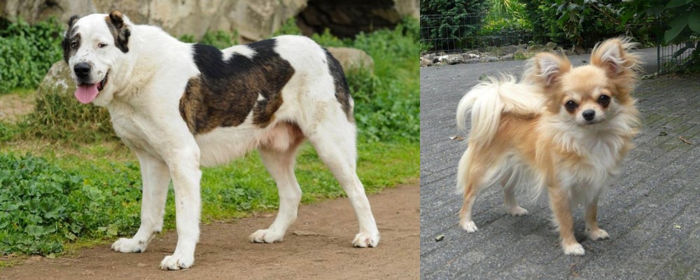 Long Haired Chihuahua vs Central Asian Shepherd - Breed Comparison
