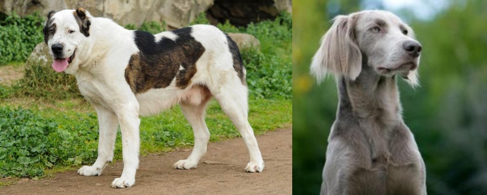 Longhaired Weimaraner vs Central Asian Shepherd - Breed Comparison