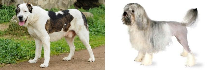 Lowchen vs Central Asian Shepherd - Breed Comparison