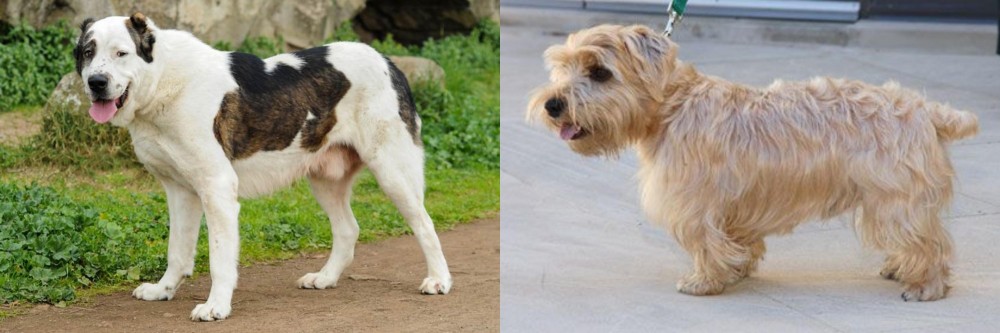 Lucas Terrier vs Central Asian Shepherd - Breed Comparison