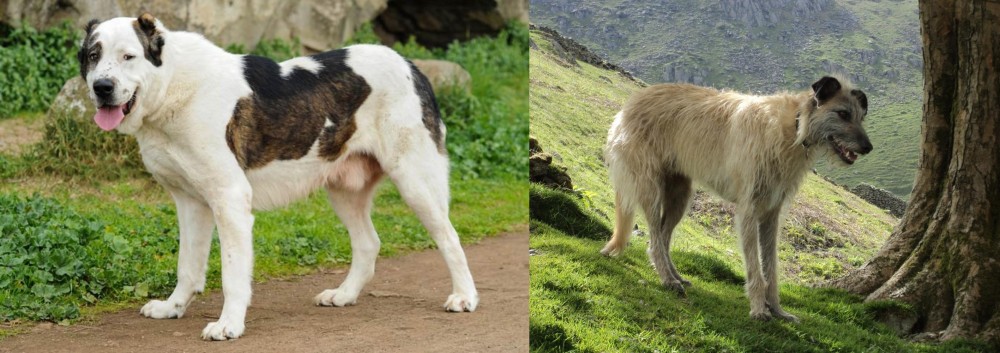 Lurcher vs Central Asian Shepherd - Breed Comparison