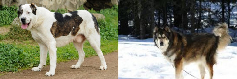 Mackenzie River Husky vs Central Asian Shepherd - Breed Comparison