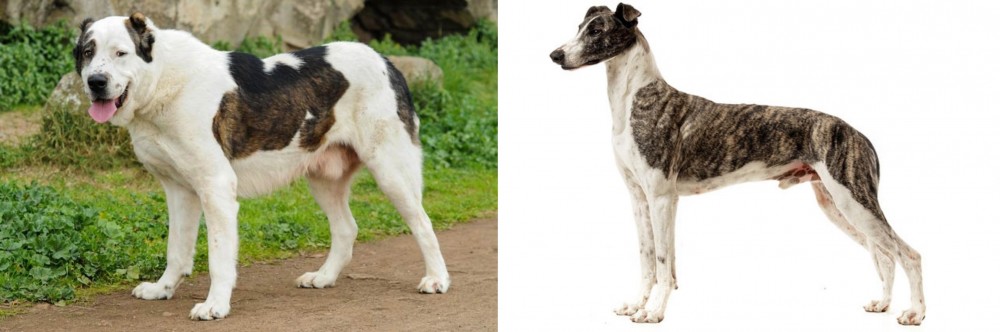 Magyar Agar vs Central Asian Shepherd - Breed Comparison