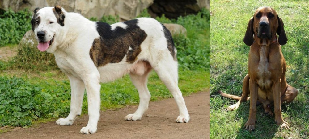 Majestic Tree Hound vs Central Asian Shepherd - Breed Comparison