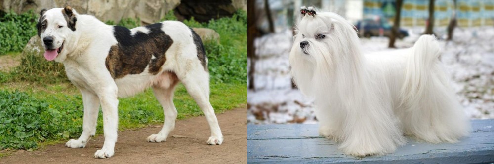Maltese vs Central Asian Shepherd - Breed Comparison