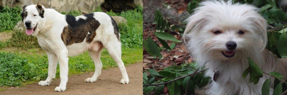 Malti-Pom vs Central Asian Shepherd - Breed Comparison