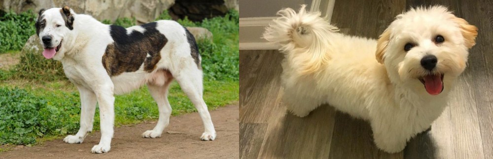 Maltipoo vs Central Asian Shepherd - Breed Comparison