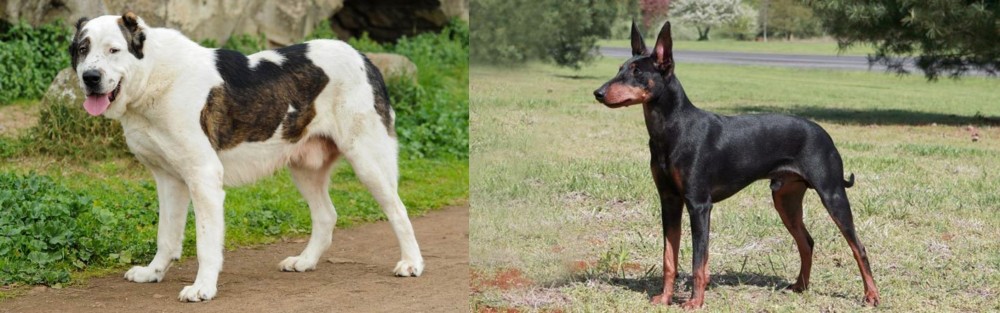 Manchester Terrier vs Central Asian Shepherd - Breed Comparison