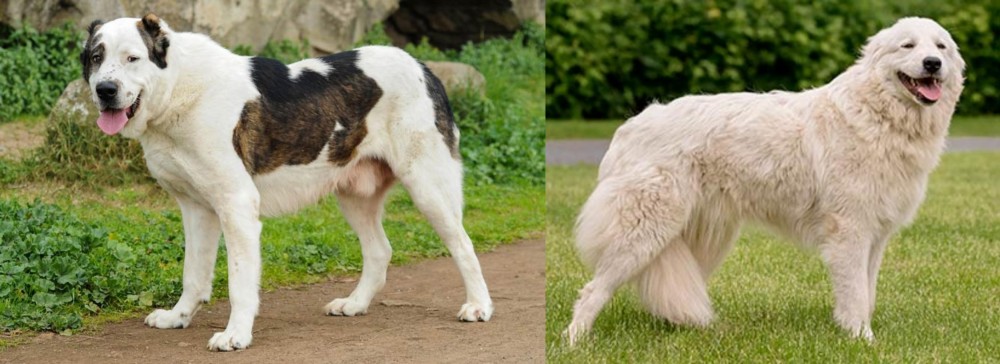 Maremma Sheepdog vs Central Asian Shepherd - Breed Comparison