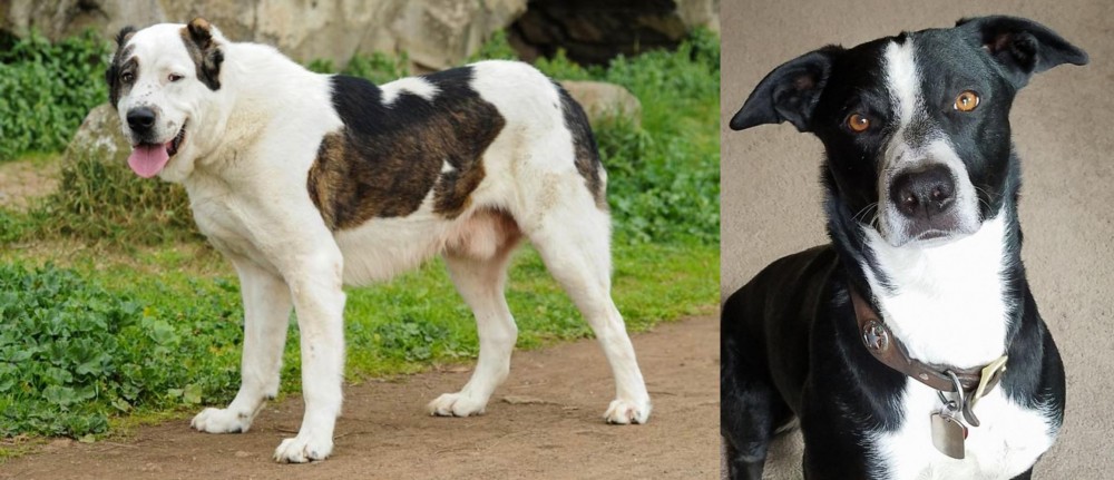McNab vs Central Asian Shepherd - Breed Comparison