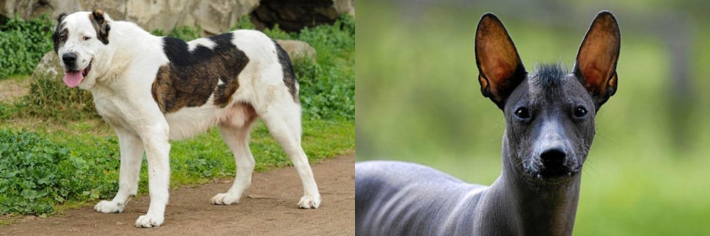 Mexican Hairless vs Central Asian Shepherd - Breed Comparison
