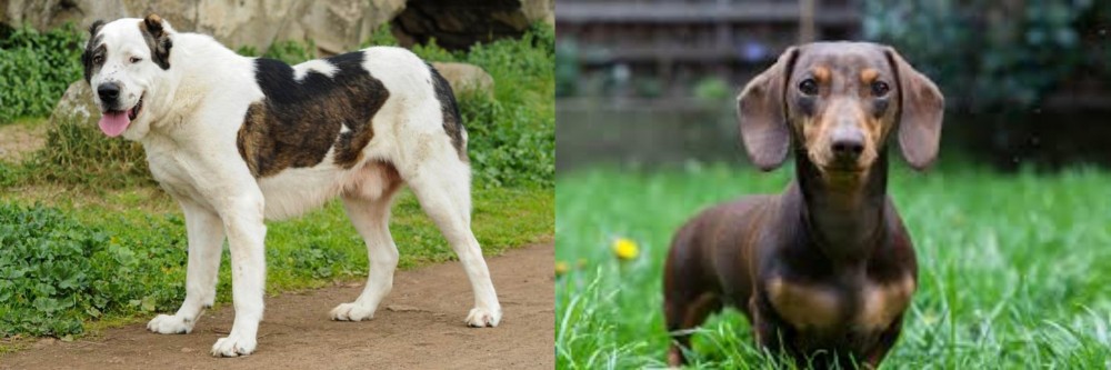 Miniature Dachshund vs Central Asian Shepherd - Breed Comparison