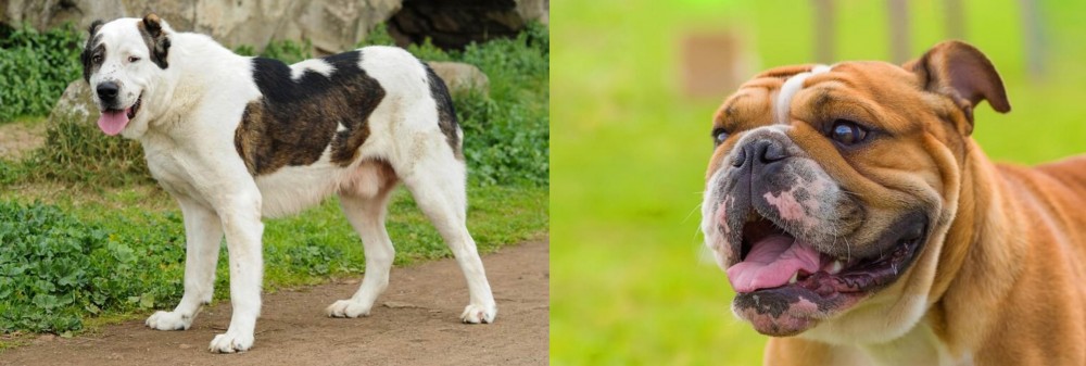 Miniature English Bulldog vs Central Asian Shepherd - Breed Comparison