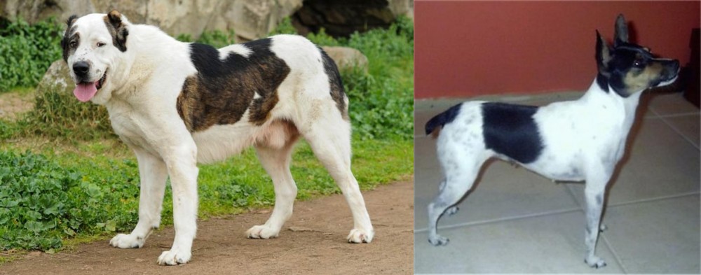 Miniature Fox Terrier vs Central Asian Shepherd - Breed Comparison