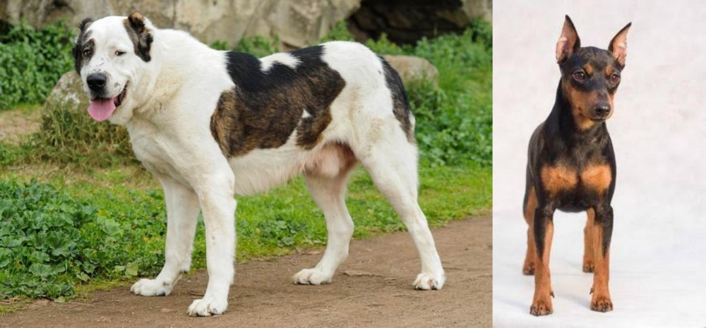 Miniature Pinscher vs Central Asian Shepherd - Breed Comparison