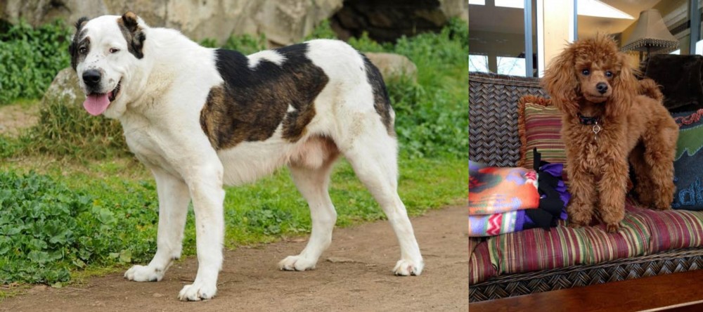 Miniature Poodle vs Central Asian Shepherd - Breed Comparison