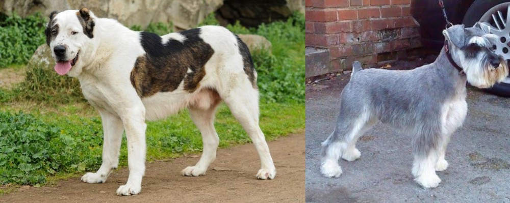 Miniature Schnauzer vs Central Asian Shepherd - Breed Comparison