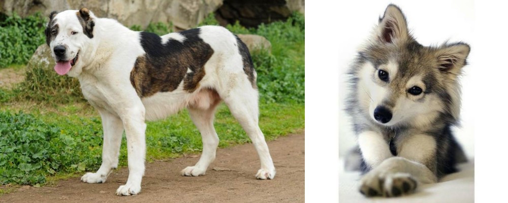 Miniature Siberian Husky vs Central Asian Shepherd - Breed Comparison