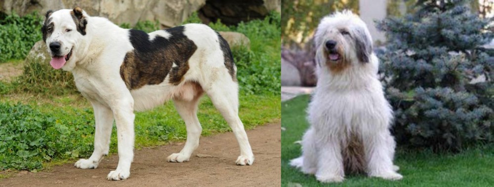 Mioritic Sheepdog vs Central Asian Shepherd - Breed Comparison