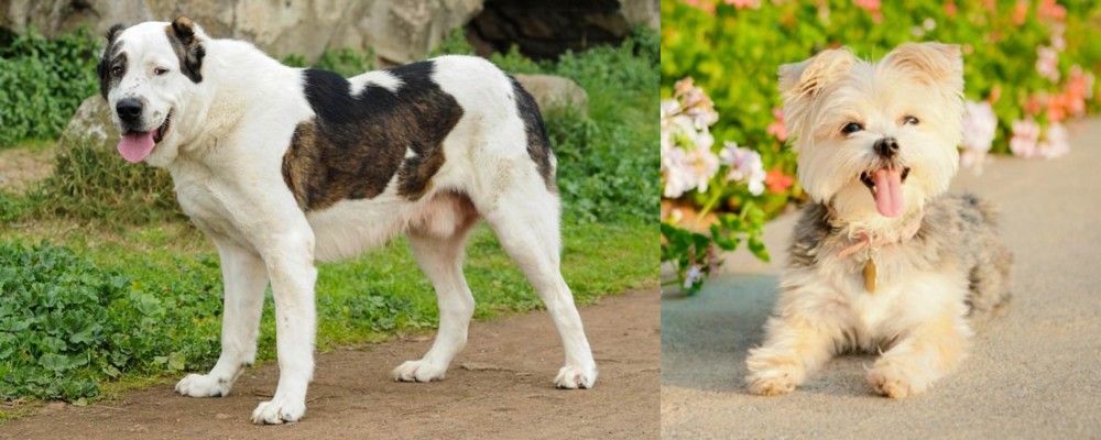 Morkie vs Central Asian Shepherd - Breed Comparison