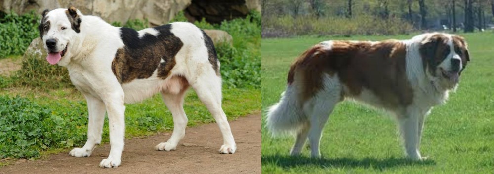 Moscow Watchdog vs Central Asian Shepherd - Breed Comparison