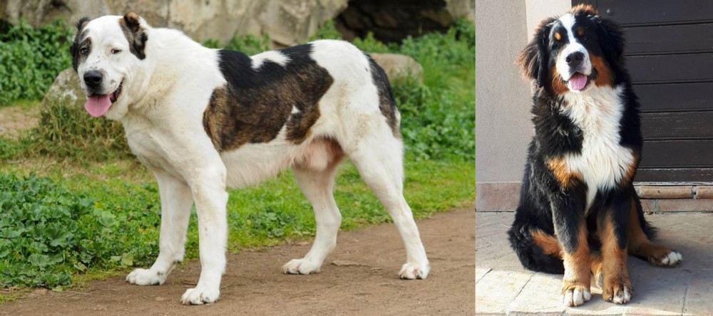 Mountain Burmese vs Central Asian Shepherd - Breed Comparison