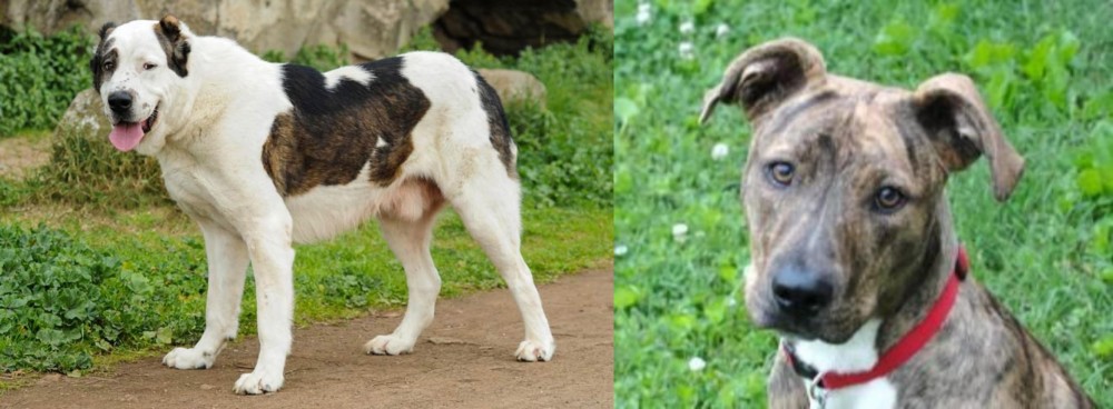 Mountain Cur vs Central Asian Shepherd - Breed Comparison