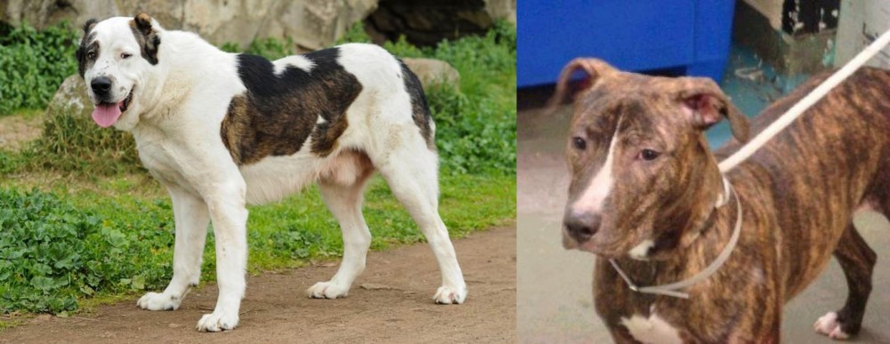 Mountain View Cur vs Central Asian Shepherd - Breed Comparison