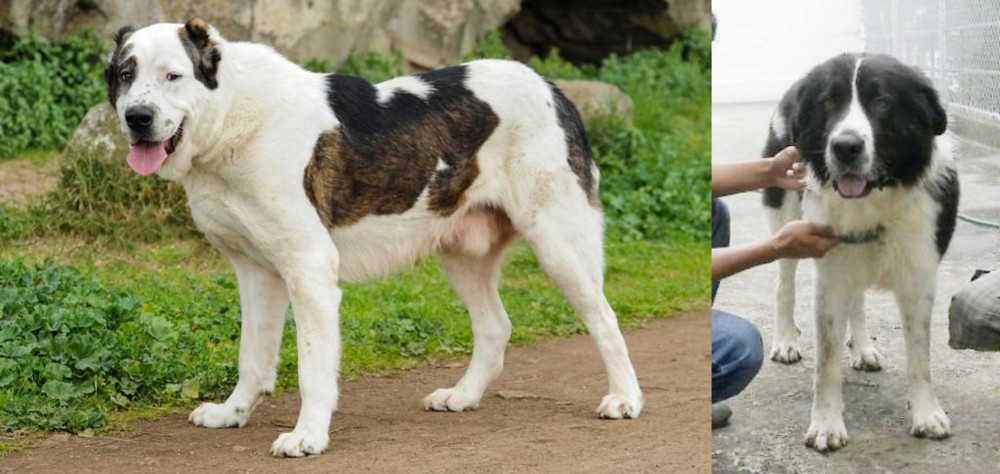 Mucuchies vs Central Asian Shepherd - Breed Comparison
