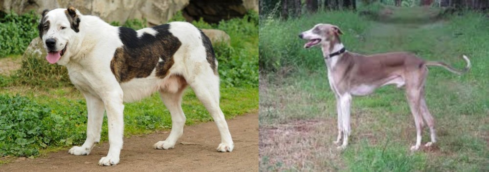 Mudhol Hound vs Central Asian Shepherd - Breed Comparison