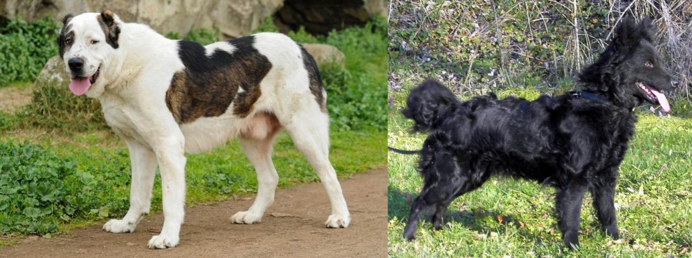 Mudi vs Central Asian Shepherd - Breed Comparison