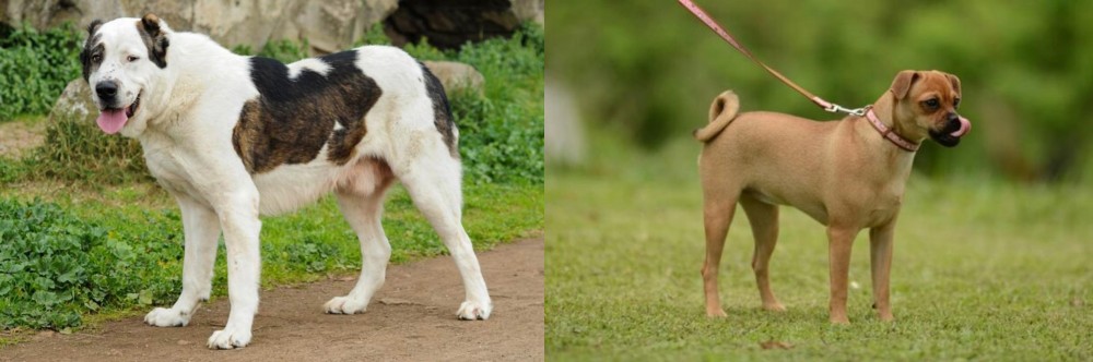 Muggin vs Central Asian Shepherd - Breed Comparison