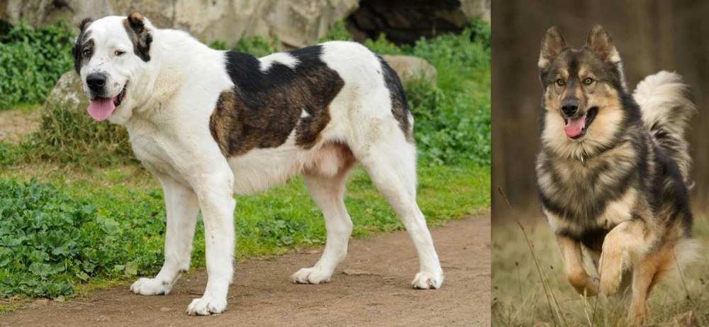 Native American Indian Dog vs Central Asian Shepherd - Breed Comparison