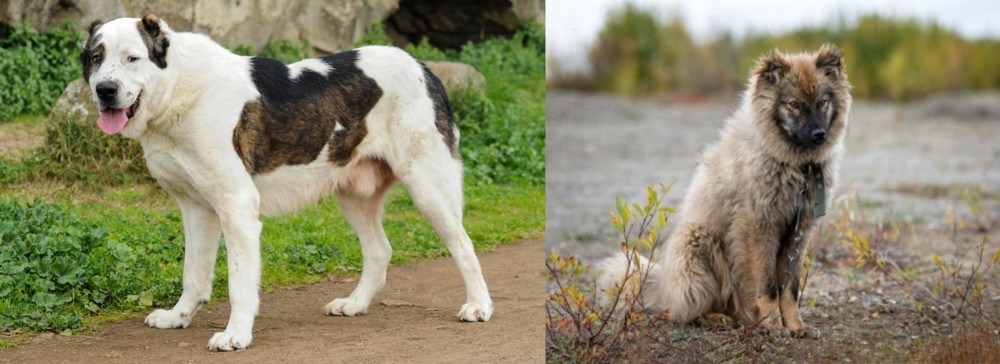 Nenets Herding Laika vs Central Asian Shepherd - Breed Comparison