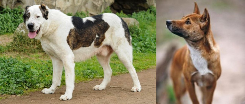 New Guinea Singing Dog vs Central Asian Shepherd - Breed Comparison