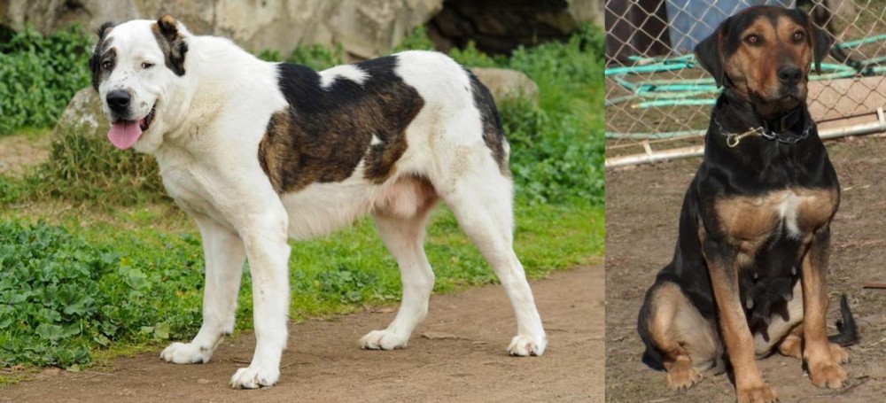 New Zealand Huntaway vs Central Asian Shepherd - Breed Comparison