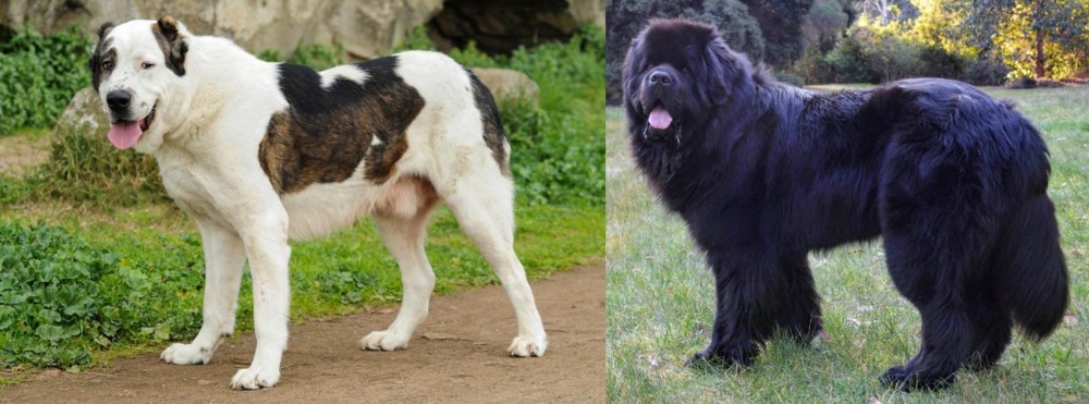 Newfoundland Dog vs Central Asian Shepherd - Breed Comparison