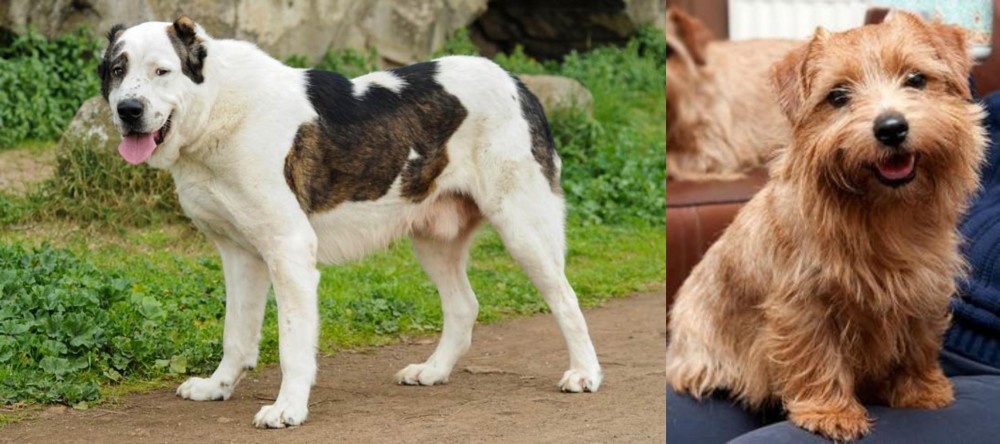 Norfolk Terrier vs Central Asian Shepherd - Breed Comparison