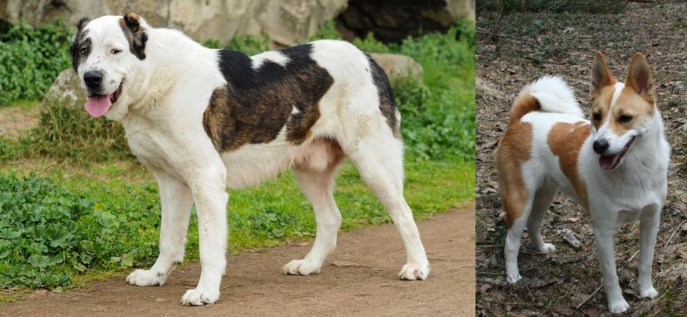 Norrbottenspets vs Central Asian Shepherd - Breed Comparison