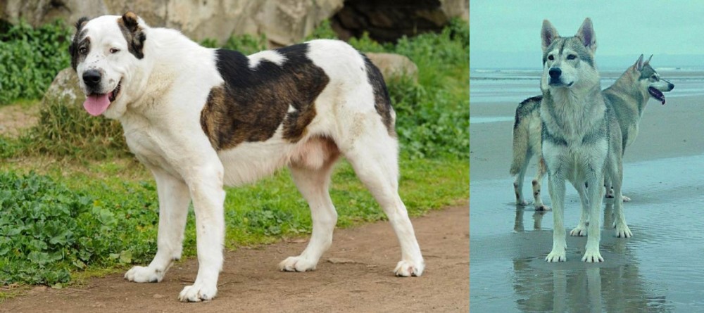 Northern Inuit Dog vs Central Asian Shepherd - Breed Comparison