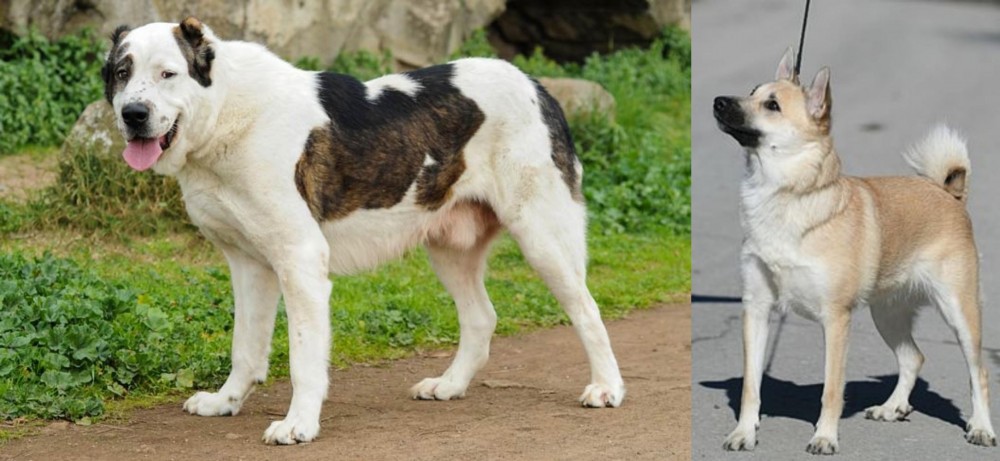 Norwegian Buhund vs Central Asian Shepherd - Breed Comparison
