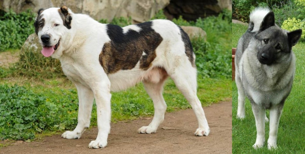 Norwegian Elkhound vs Central Asian Shepherd - Breed Comparison