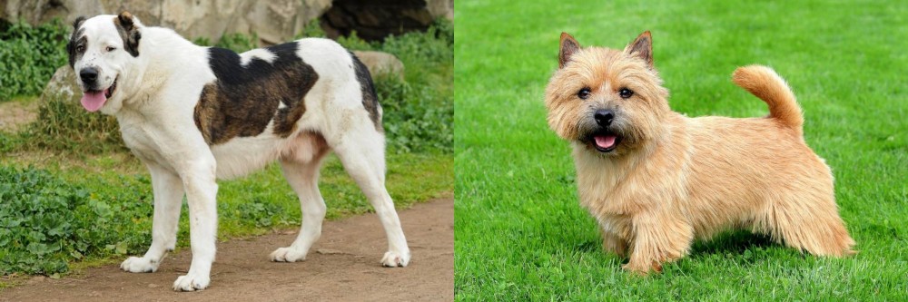 Norwich Terrier vs Central Asian Shepherd - Breed Comparison