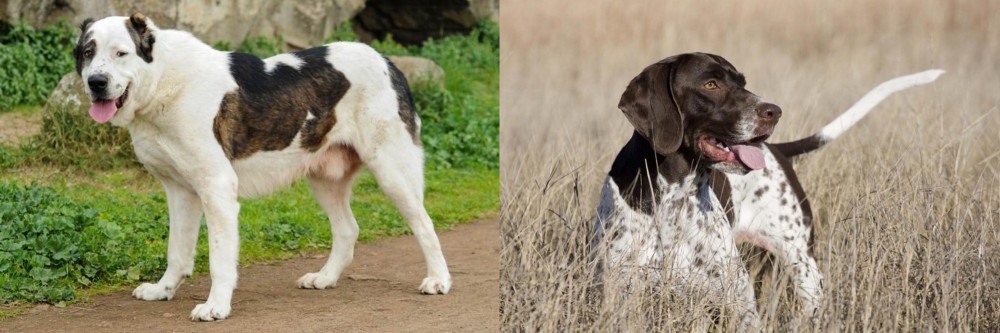 Old Danish Pointer vs Central Asian Shepherd - Breed Comparison