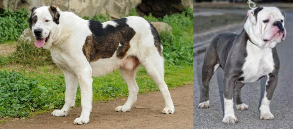 Old English Bulldog vs Central Asian Shepherd - Breed Comparison