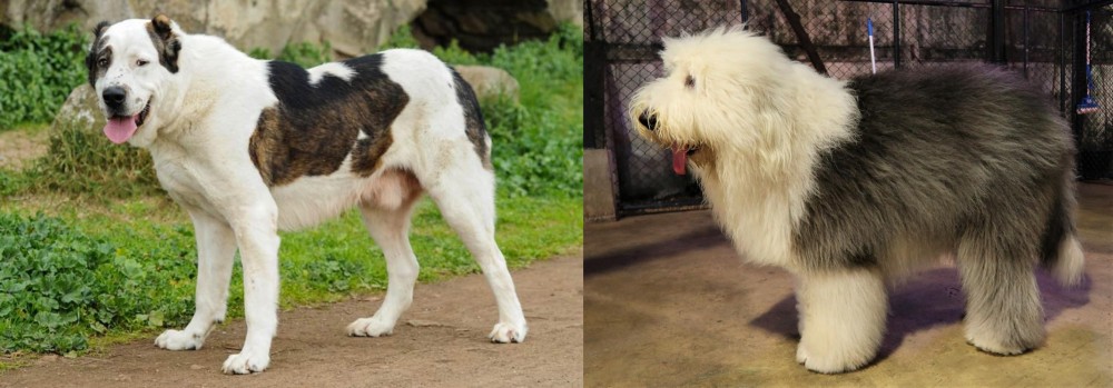 Old English Sheepdog vs Central Asian Shepherd - Breed Comparison