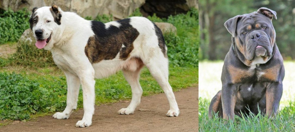 Olde English Bulldogge vs Central Asian Shepherd - Breed Comparison