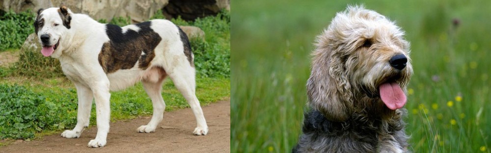 Otterhound vs Central Asian Shepherd - Breed Comparison