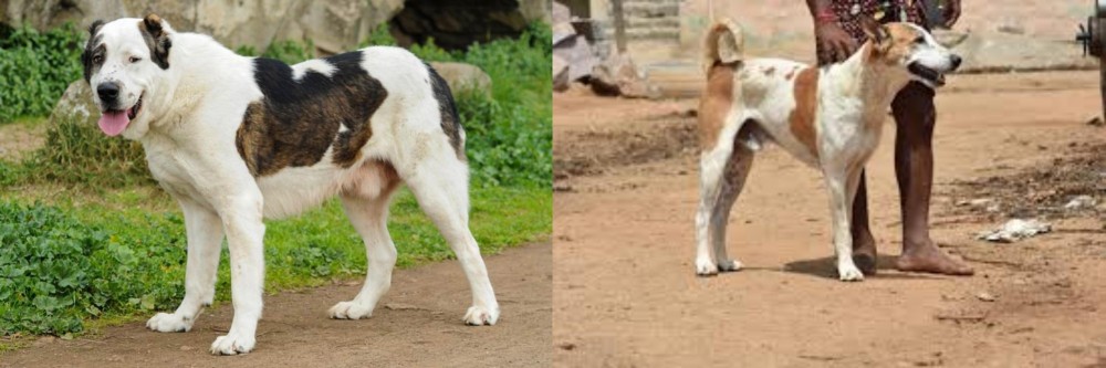 Pandikona vs Central Asian Shepherd - Breed Comparison