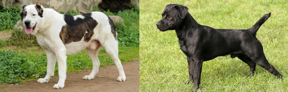 Patterdale Terrier vs Central Asian Shepherd - Breed Comparison